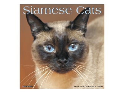 2020 Willow Creek 12 x 12 Wall Calendar, Siamese Cats, Multicolor (07853)