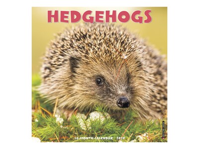 2020 Willow Creek 12 x 12 Wall Calendar, Hedgehogs, Multicolor (06658)