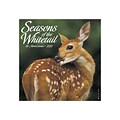 2020 Willow Creek 12 x 12 Wall Calendar, Seasons of the Whitetail, Multicolor (07792)