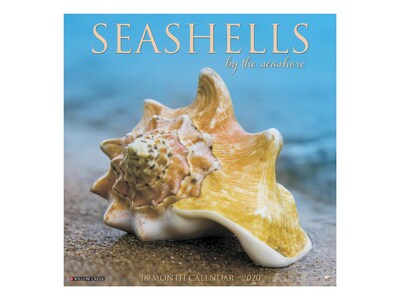 2020 Willow Creek 12 x 12 Wall Calendar, Sea Shells, Multicolor (07778)