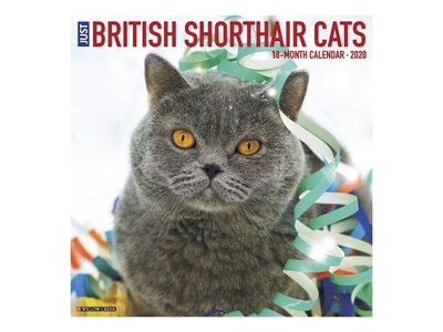 2020 Willow Creek 12 x 12 Wall Calendar, Just British Shorthair, Multicolor (09093)
