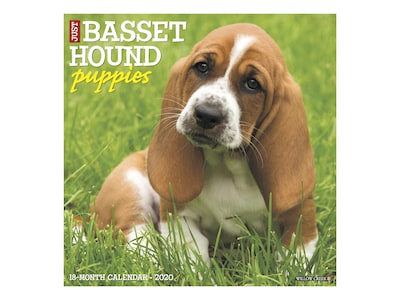 basset x