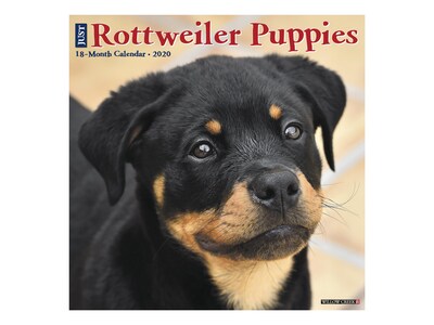 2020 Willow Creek 12 x 12 Wall Calendar, Just Rottweiler Puppies, Multicolor (07679)
