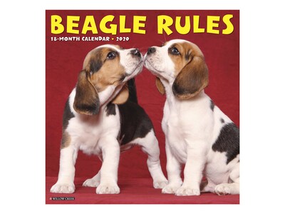 2020 Willow Creek 12 x 12 Wall Calendar, Beagle Rules, Multicolor (05347)