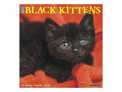 2020 Willow Creek 12 x 12 Wall Calendar, Just Black Kittens, Multicolor (05446)