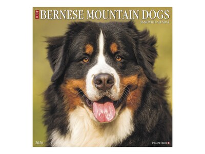 2020 Willow Creek 12 x 12 Wall Calendar, Just Bernese Mountain Dogs, Multicolor (05361)