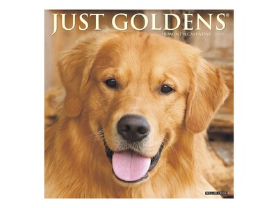 2020 Willow Creek 12 x 12 Wall Calendar, Just Goldens, Multicolor (06498)