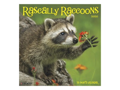 2020 Willow Creek 12 x 12 Wall Calendar, Rascally Raccoons, Multicolor (07617)