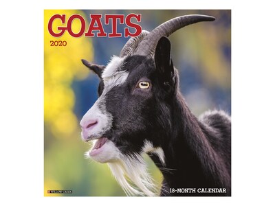 2020 Willow Creek 12 x 12 Wall Calendar, Goats, Multicolor (06443)