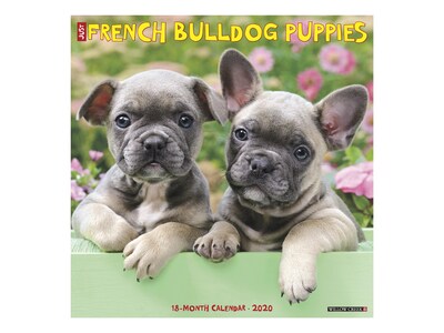 2020 Willow Creek 12 x 12 Wall Calendar, Just French Bulldog Puppies, Multicolor (06351)