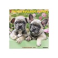 2020 Willow Creek 12 x 12 Wall Calendar, Just French Bulldog Puppies, Multicolor (06351)