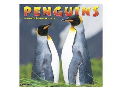 2020 Willow Creek 12 x 12 Wall Calendar, Penguins, Multicolor (07433)