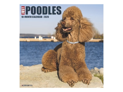 2020 Willow Creek 12 x 12 Wall Calendar, Just Poodles, Multicolor (07495)