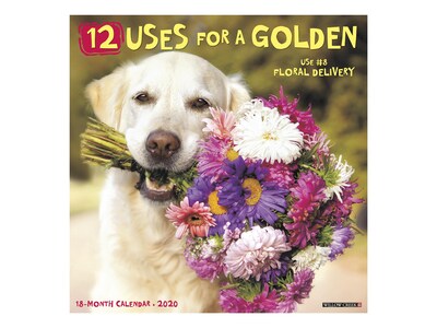 2020 Willow Creek 12 x 12 Wall Calendar, 12 Uses for a Golden, Multicolor (04944)