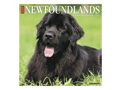 2020 Willow Creek 12 x 12 Wall Calendar, Just Newfoundlands, Multicolor (07273)