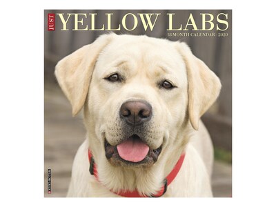 2020 Willow Creek 12 x 12 Wall Calendar, Just Yellow Labs, Multicolor (08379)