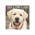 2020 Willow Creek 12 x 12 Wall Calendar, Just Yellow Labs, Multicolor (08379)