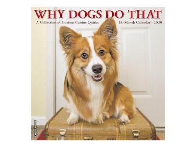 2020 Willow Creek 12 x 12 Wall Calendar, Why Dogs Do That, Multicolor (08294)