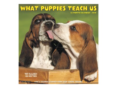 2020 Willow Creek 12 x 12 Wall Calendar, What Puppies Teach Us, Multicolor (08256)