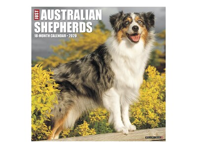 2020 Willow Creek 12 x 12 Wall Calendar, Just Australian Shepherds, Multicolor (05255)