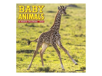 2020 Willow Creek 12 x 12 Wall Calendar, Baby Animals, Multicolor (05262)