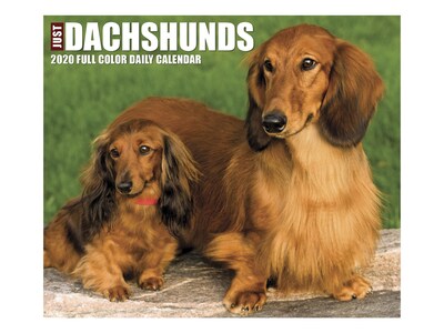 2020 Willow Creek 4.25 x 5.25 Desk Calendar, Just Dachshunds, Multicolor (08843)