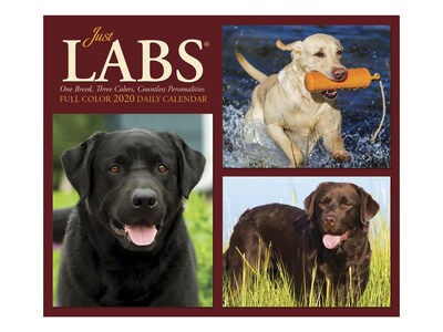 2020 Willow Creek 4.25 x 5.25 Desk Calendar, Just Labs, Multicolor (08928)