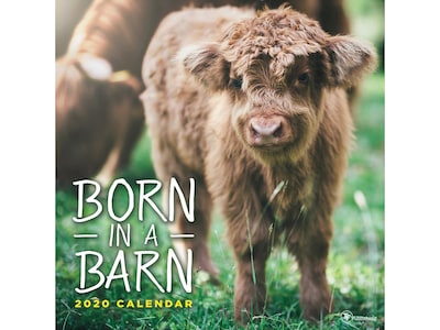 2020 TF Publishing 12 x 12 Wall Calendar, Born in a Barn, Multicolor (20-1004)