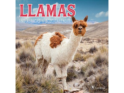 2020 TF Publishing 7 x 7 Mini Wall Calendar, Llamas, Multicolor (20-2067)
