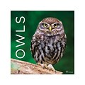 2020 TF Publishing 12 x 12 Wall Calendar, Owls, Multicolor (20-1159)