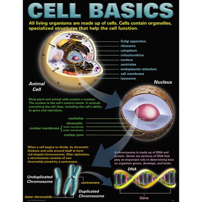 Teacher Created Resources® 17" x 22" Cells Teaching Poster Set (MC-P127)
