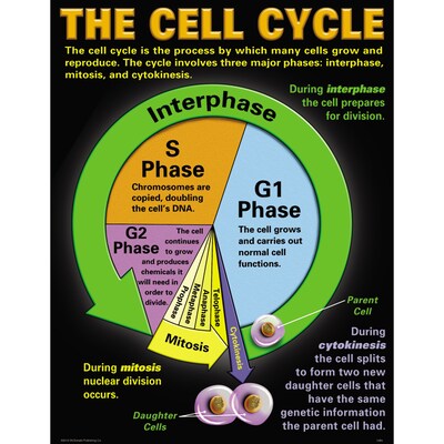 Teacher Created Resources® 17" x 22" Cells Teaching Poster Set (MC-P127)