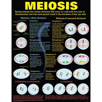 Teacher Created Resources® 17" x 22" Cells Teaching Poster Set (MC-P127)