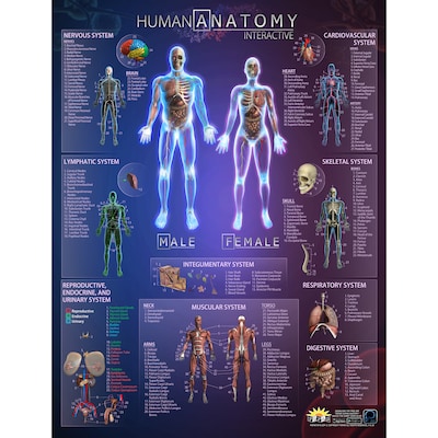 POPAR Human Anatomy Interactive Smart Chart (IEPIHACB)