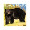 2020-2021 Willow Creek 12 x 12 Wall Calendar, Black Bears, Multicolor (10778)